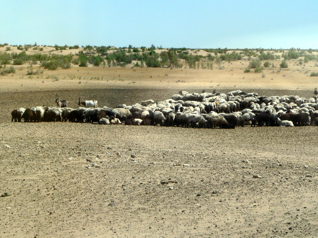 My Brother the Traveler